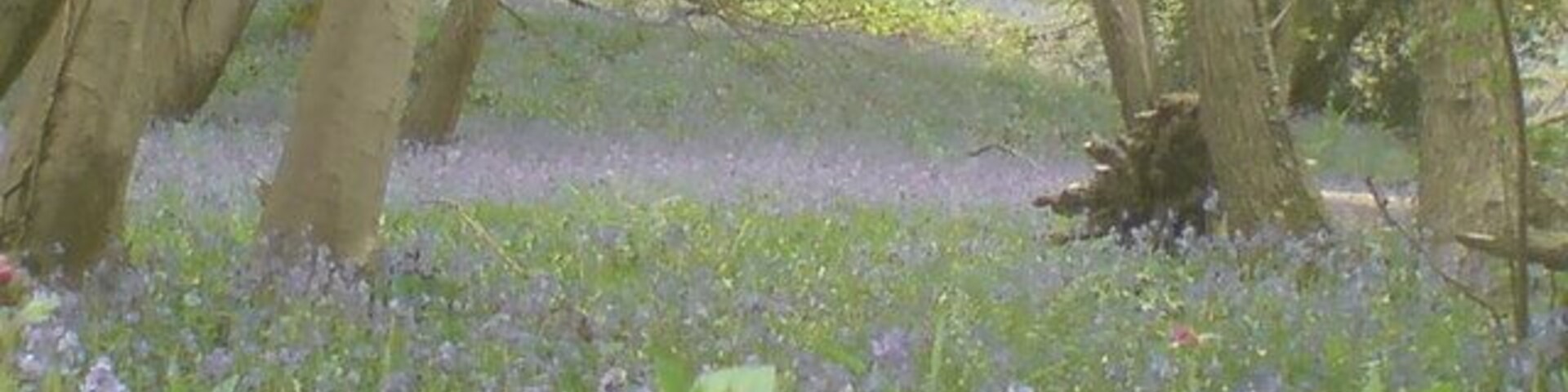 Bluebells in Greyfield Woods
