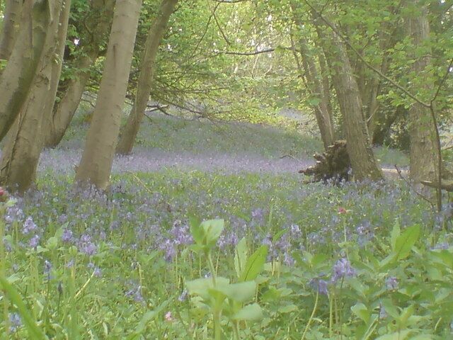 A forest with trees and a carpet of purple flowers.