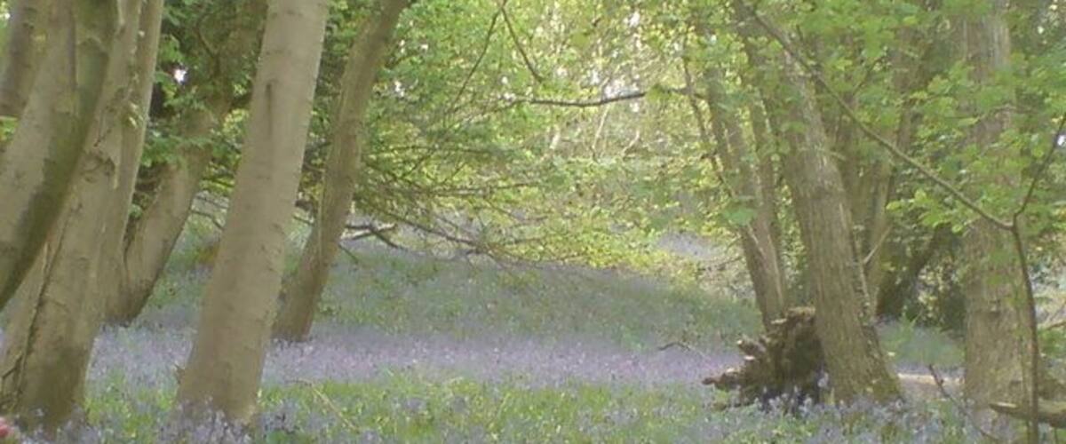 A forest with trees and a carpet of purple flowers.