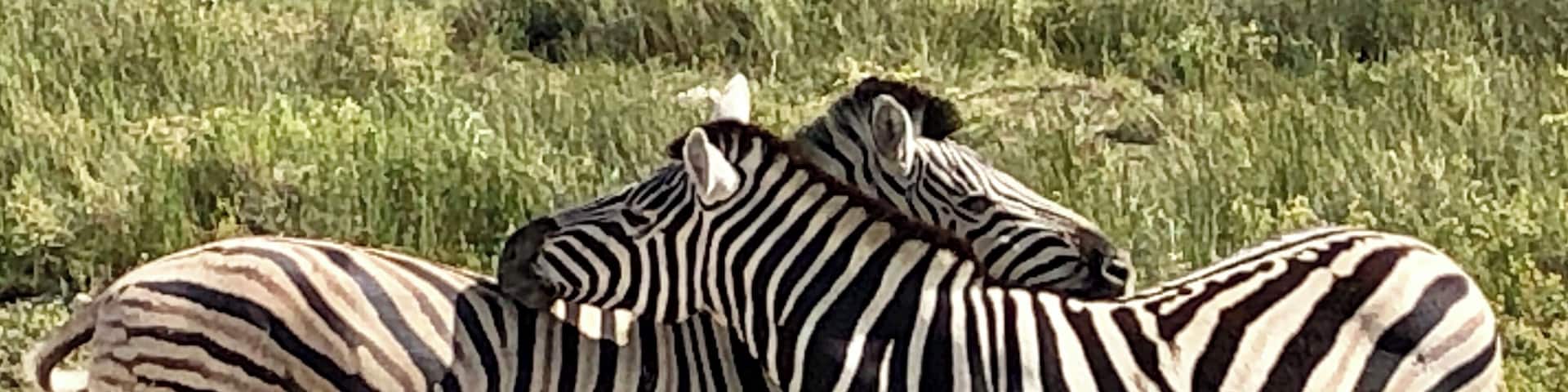 zebras in Etosha