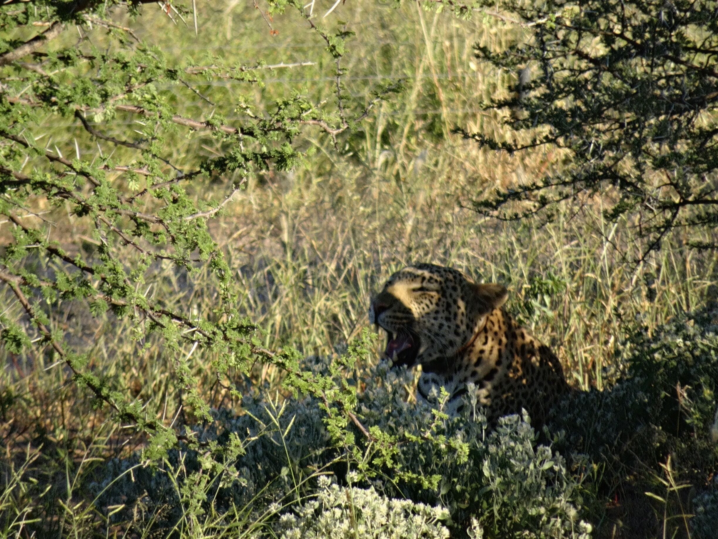 When your at the right time at the right place with a camera in hand ! #Namibia #leopard #wanderlust 