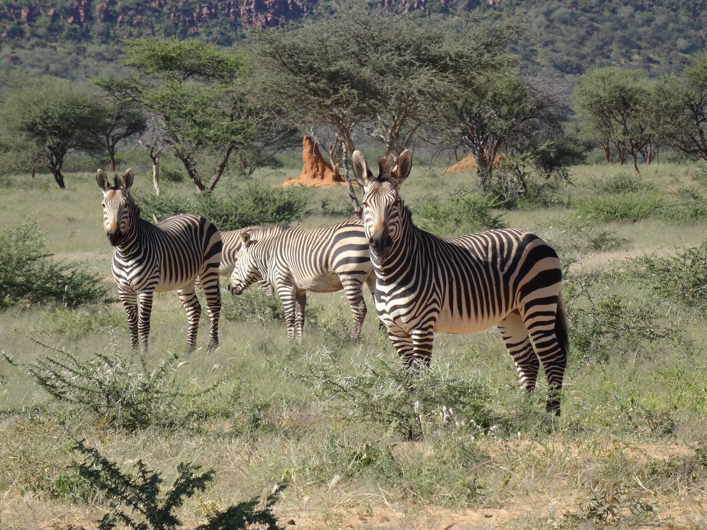 We know we are beautiful mountain zebras!
#Namibia #Zebra #mountainZebras