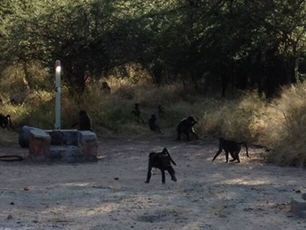Woke up to some awesome visitors one morning! 30 Baboon & 50 or so Mongoose running around. None of them bothered us. Very cool experience & the views from the top of the Plateau are stunning!