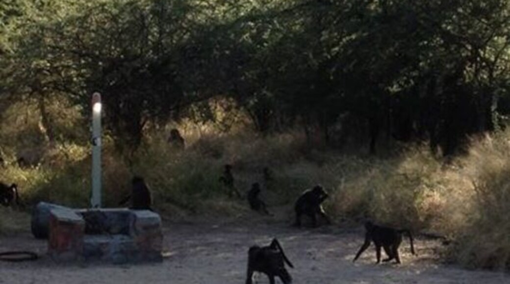 Woke up to some awesome visitors one morning! 30 Baboon & 50 or so Mongoose running around. None of them bothered us. Very cool experience & the views from the top of the Plateau are stunning!