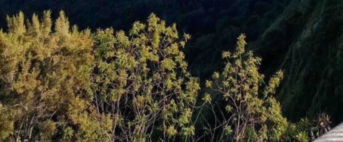 Walking bridge Mtarazi falls, Zimbabwe