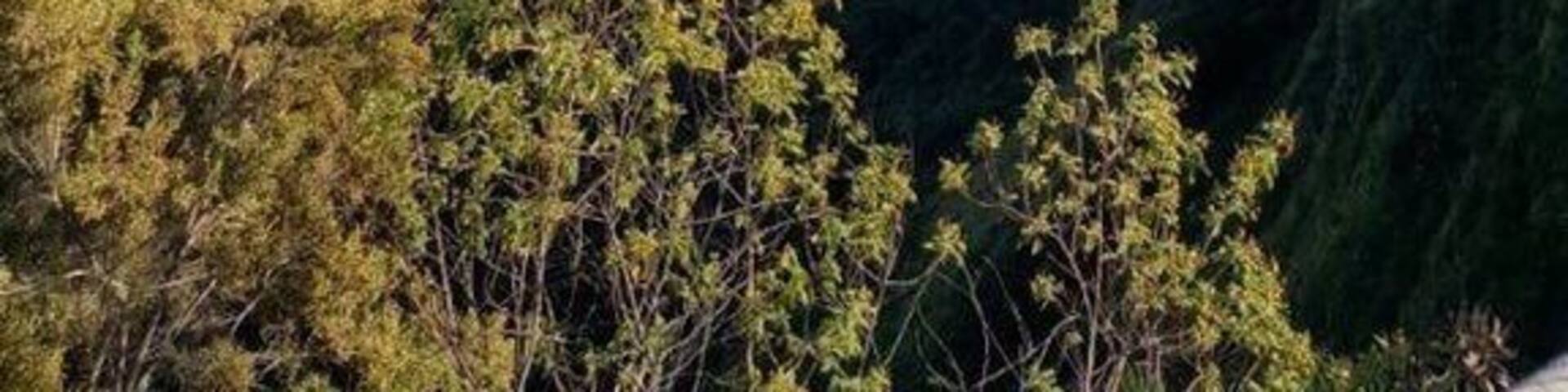 Walking bridge Mtarazi falls, Zimbabwe