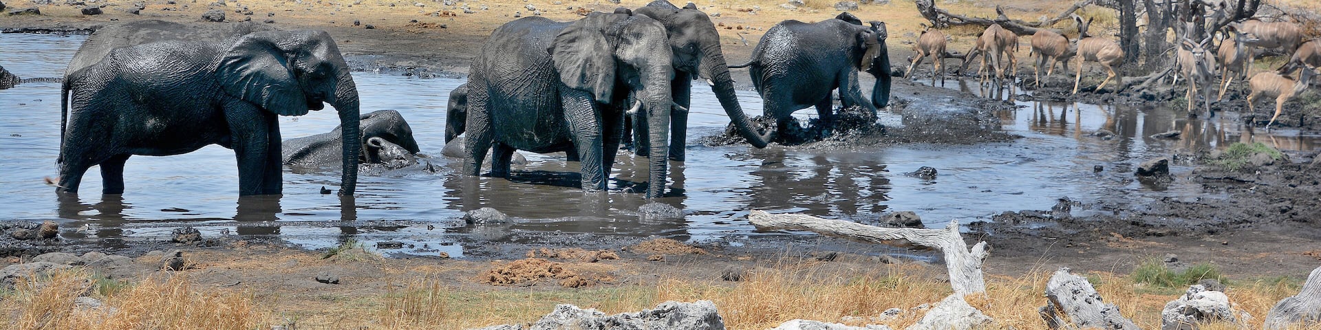 A group of elephants in a muddy waterhole surrounded by dry grassland and sparse trees.