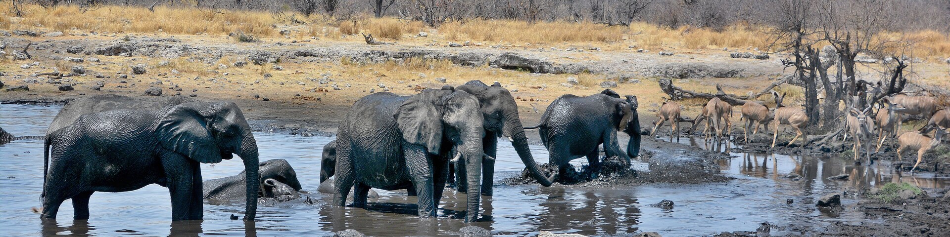 Elephants covered of black mud (Etosha National Park) Namibia Africa located in the Kunene region and shares boundaries with the regions of Oshana, Oshikoto and Otjozondjupa.
