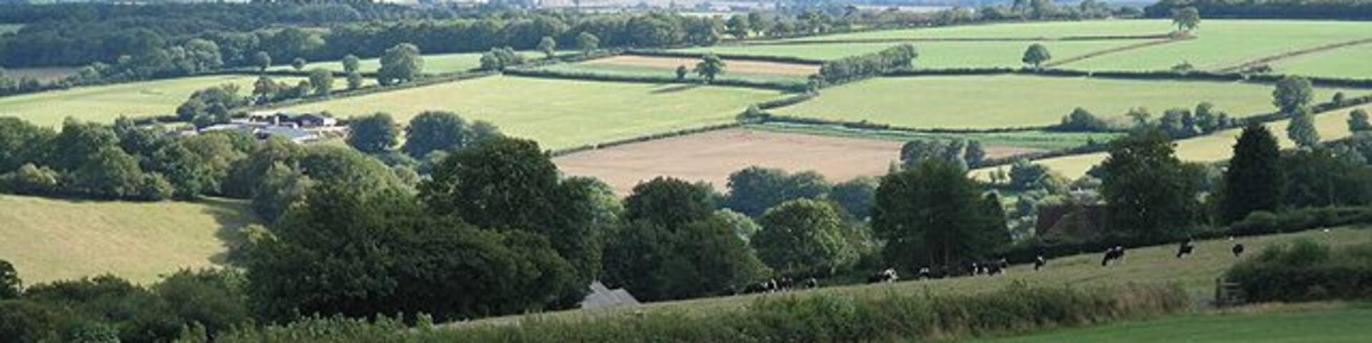 Buckland St Mary: by Farm Lane. Looking south towards Birch Wood