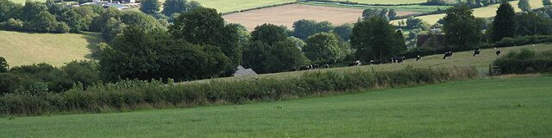 Buckland St Mary: by Farm Lane. Looking south towards Birch Wood