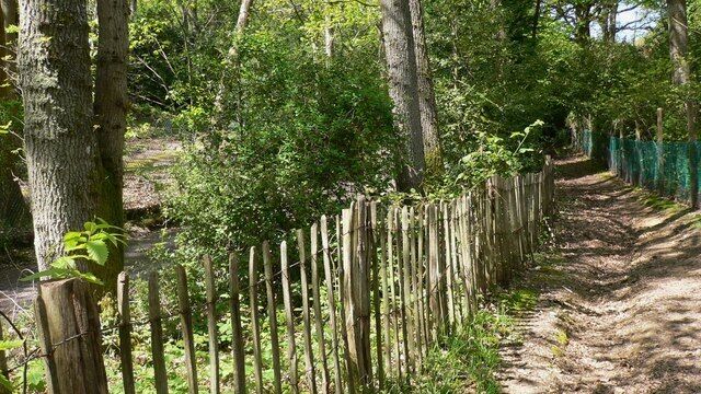 A forested path with a wooden fence and a dirt trail.