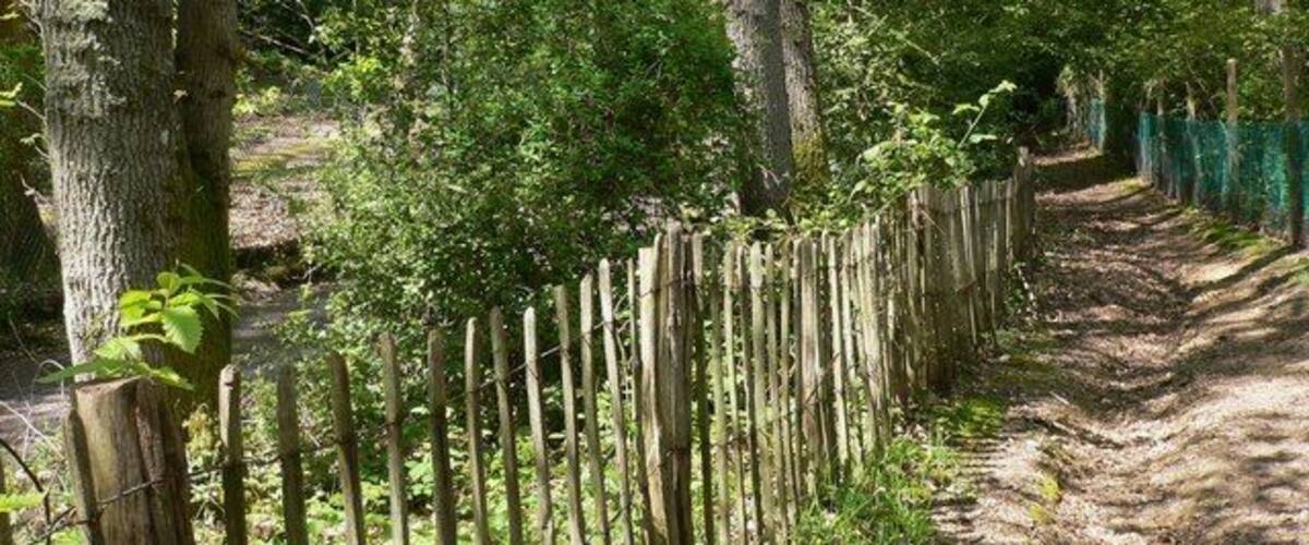 A forested path with a wooden fence and a dirt trail.