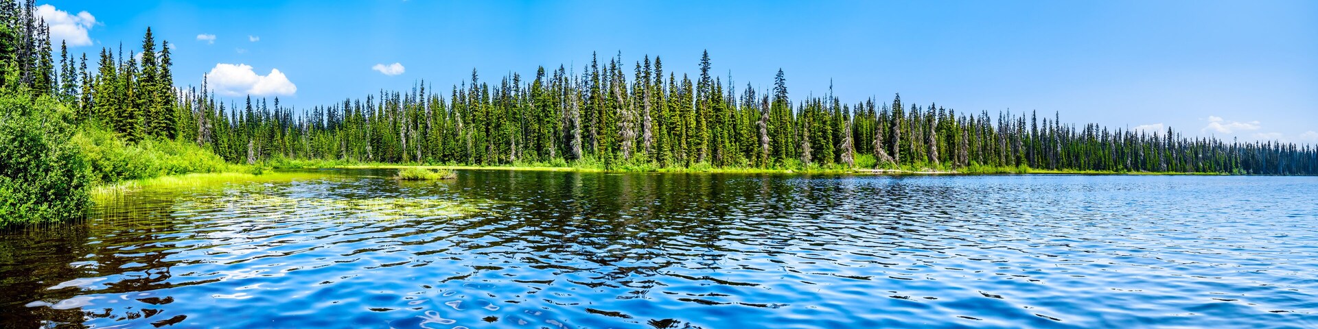 A calm lake surrounded by dense green forest and a clear blue sky.