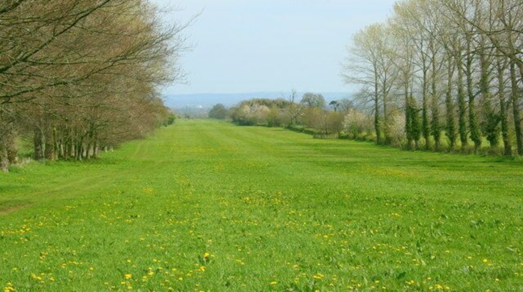 The Avenue. Planted by the owners of Monkton Farleigh Manor and would have impressed the guests. 851629 gives the view from the other end.