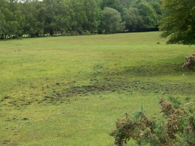 Lord's Oak, Nomansland An area of damp land on the edge of the New Forest.