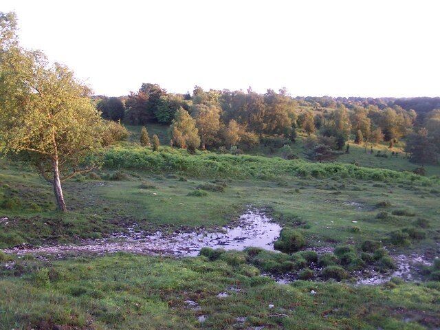 Last of the evening sunlight over Crows Nest Bottom The ground here is very waterlogged after heavy rainfall the preceding week. Deer can almost always be found in the broken woodland of Crows Nest Bottom at dusk.