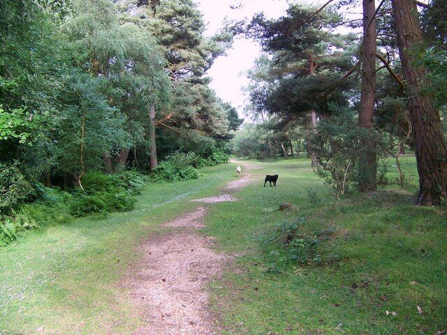 Path near Pipers Wait From the car park at Pipers Wait, a visible path takes walkers into Bramshaw Wood.