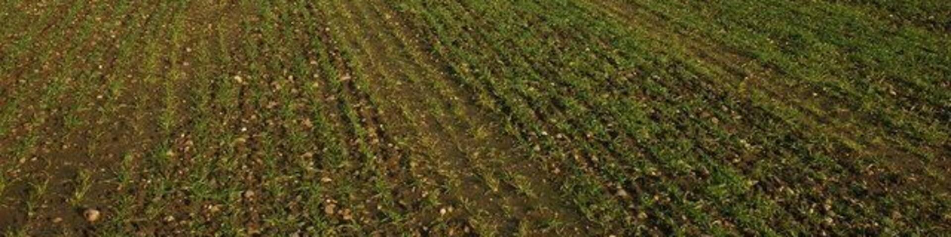 Winter cereal at Stoulton A field of winter cereal to the east of Stoulton.