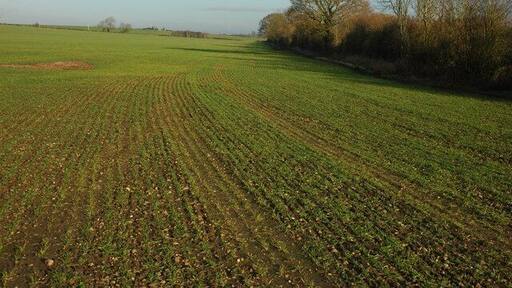 Winter cereal at Stoulton A field of winter cereal to the east of Stoulton.