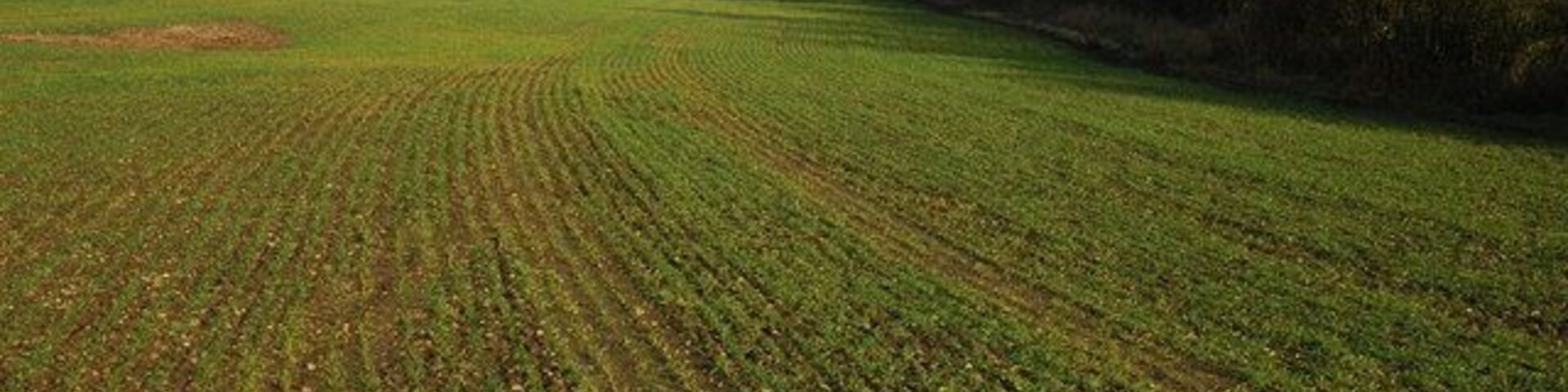 Winter cereal at Stoulton A field of winter cereal to the east of Stoulton.