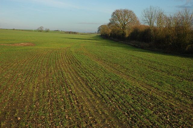A vast agricultural field with rows of crops under a clear sky.