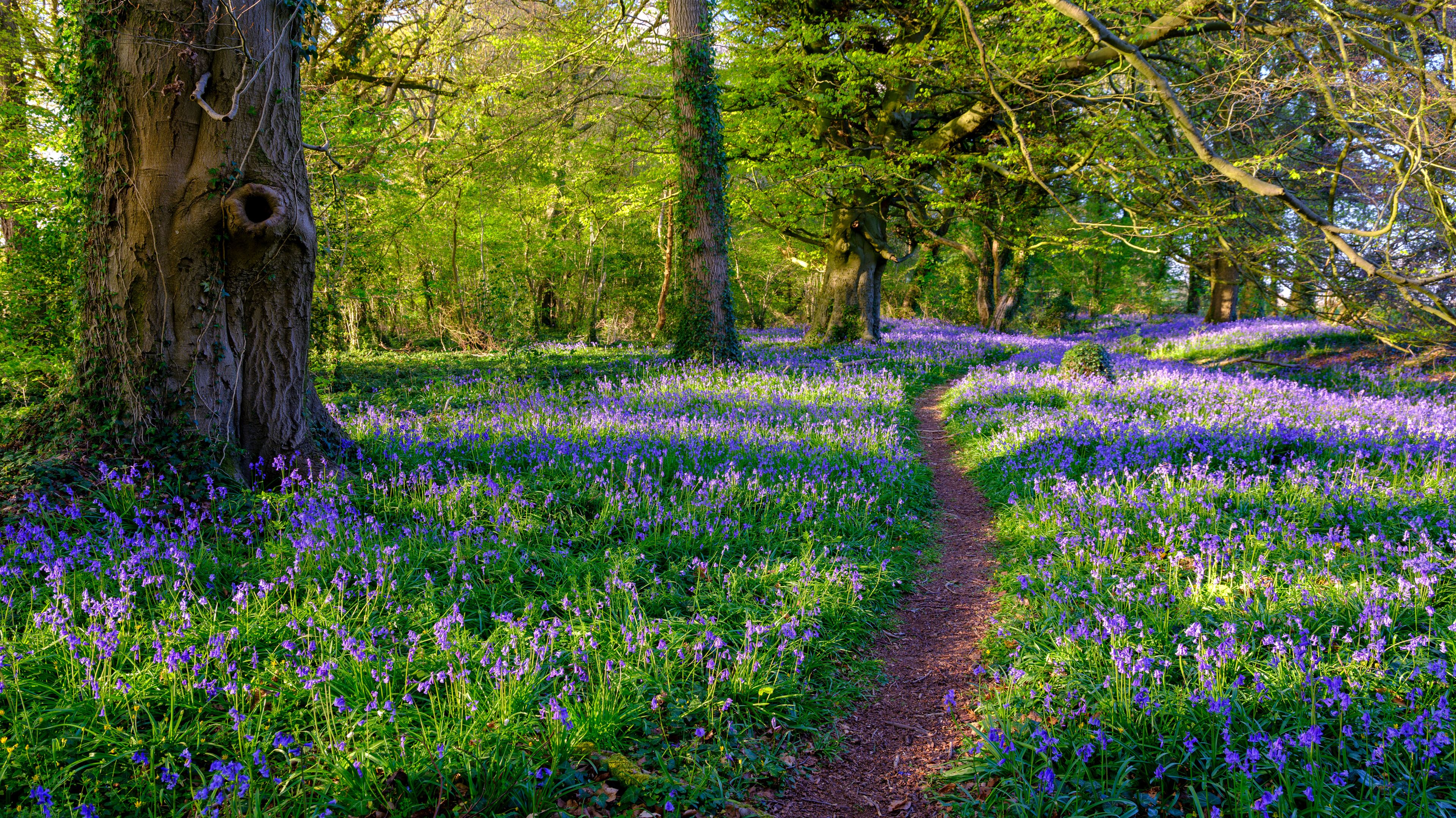 Evening sunlight on bluebells in the woods, near Lovedean, Hampshire, UK