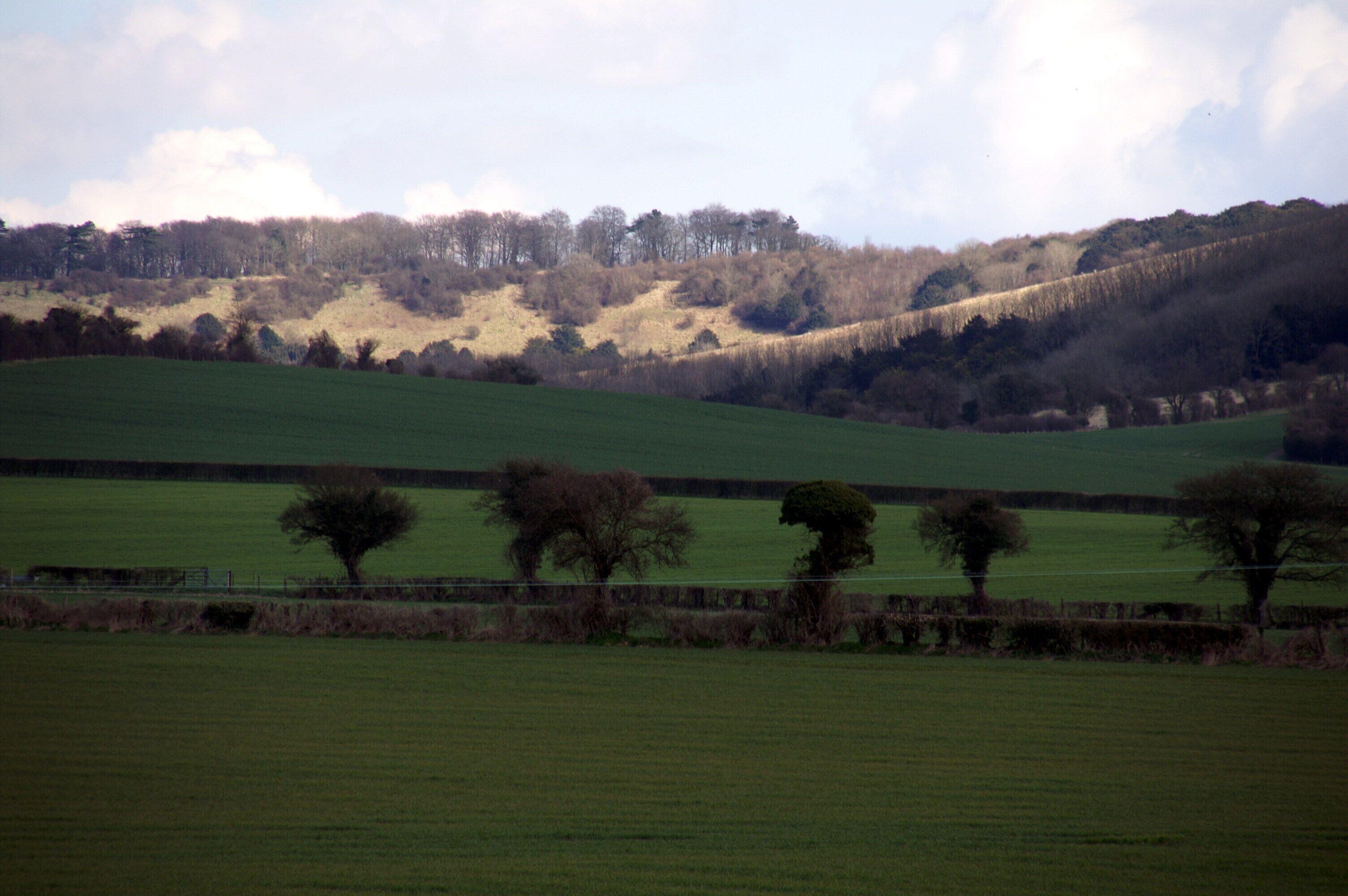 A green field with a stone wall and trees.