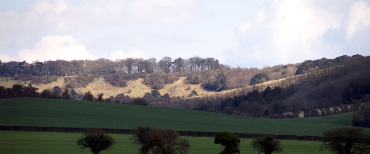A green field with a stone wall and trees.