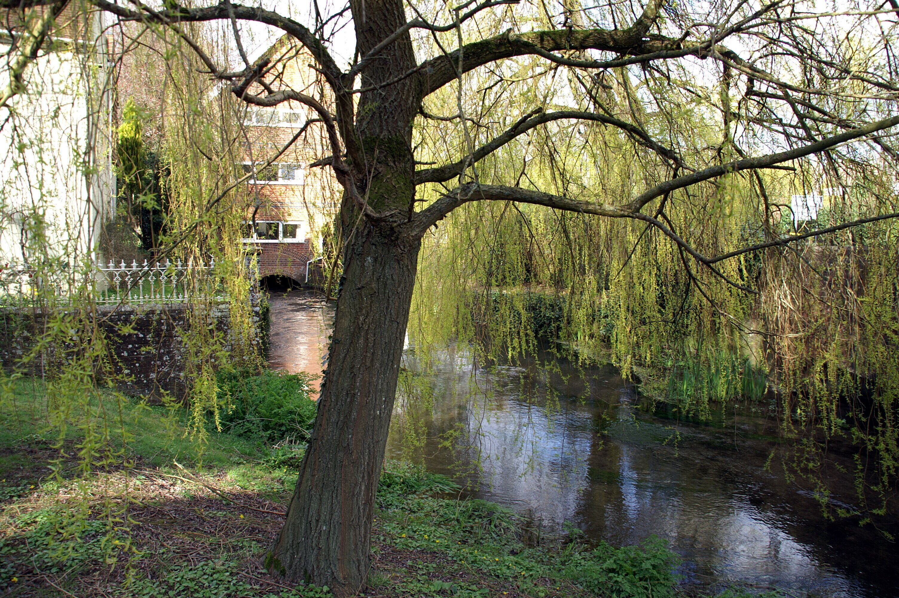 River Meon, by former mill at Corhampton, Hampshire