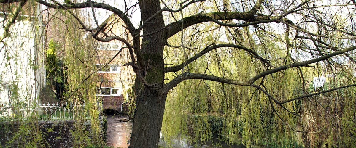 River Meon, by former mill at Corhampton, Hampshire