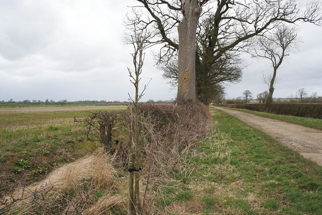Countryside near Market Overton. Mature trees along one side of the narrow road, large open field to the left.