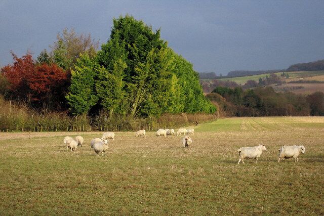 Looking North to Copse of Trees.