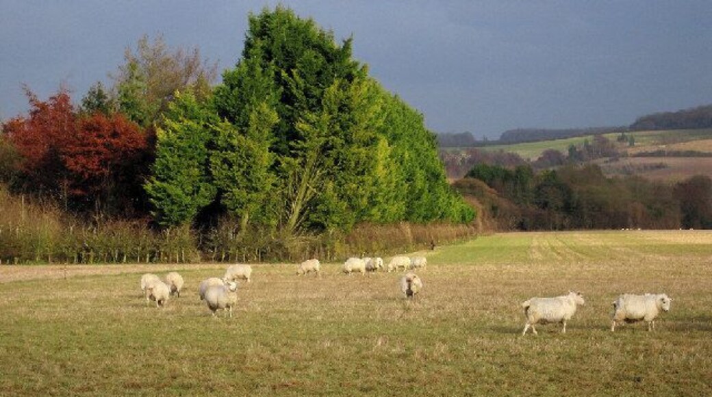 Looking North to Copse of Trees.