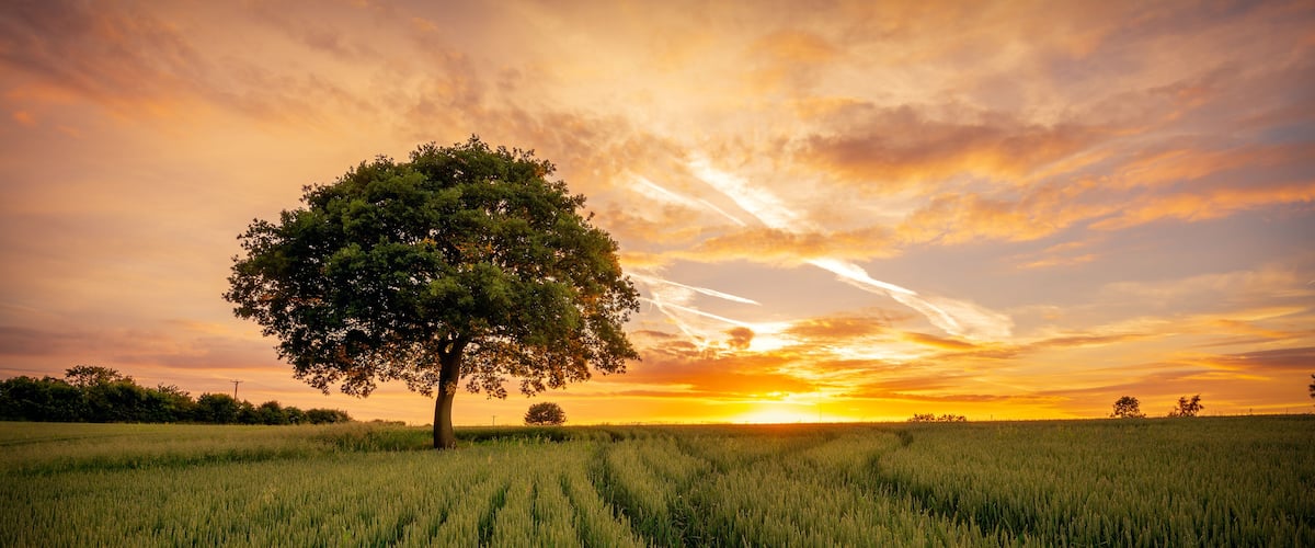 A wheat field with a solitary tree and a sunset in the background.