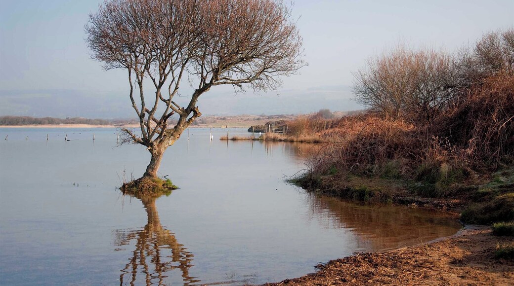 Kenfig National Nature Reserve. Kenfig Pool is Glamorgan’s largest natural lake close to the steelworks at Port Talbot and to Bridgend. The reserve is one of the finest wildlife habitats in Wales and one of the last remaining examples of the huge dune system that once stretched along the coast of South Wales from the River Ogmore to the Gower peninsula. Surrounding the pool the dunes are home to a wide variety of wild orchids, as well as insects and other wildlife. Otters have been seen among the reed beds recently and among a variety of wildfowl the site is a regular wintering location for the Bittern and is a summer breeding site for Reed and Sedge Warblers. The scarcer Aquatic Warbler regularly visits in autumn. Kenfig is therefore one of the most important sites in Britain for nature conservation.