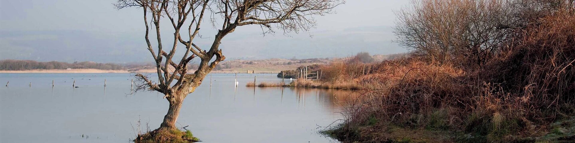 Kenfig National Nature Reserve. Kenfig Pool is Glamorganâs largest natural lake close to the steelworks at Port Talbot and to Bridgend. The reserve is one of the finest wildlife habitats in Wales and one of the last remaining examples of the huge dune system that once stretched along the coast of South Wales from the River Ogmore to the Gower peninsula. Surrounding the pool the dunes are home to a wide variety of wild orchids, as well as insects and other wildlife. Otters have been seen among the reed beds recently and among a variety of wildfowl the site is a regular wintering location for the Bittern and is a summer breeding site for Reed and Sedge Warblers. The scarcer Aquatic Warbler regularly visits in autumn. Kenfig is therefore one of the most important sites in Britain for nature conservation.