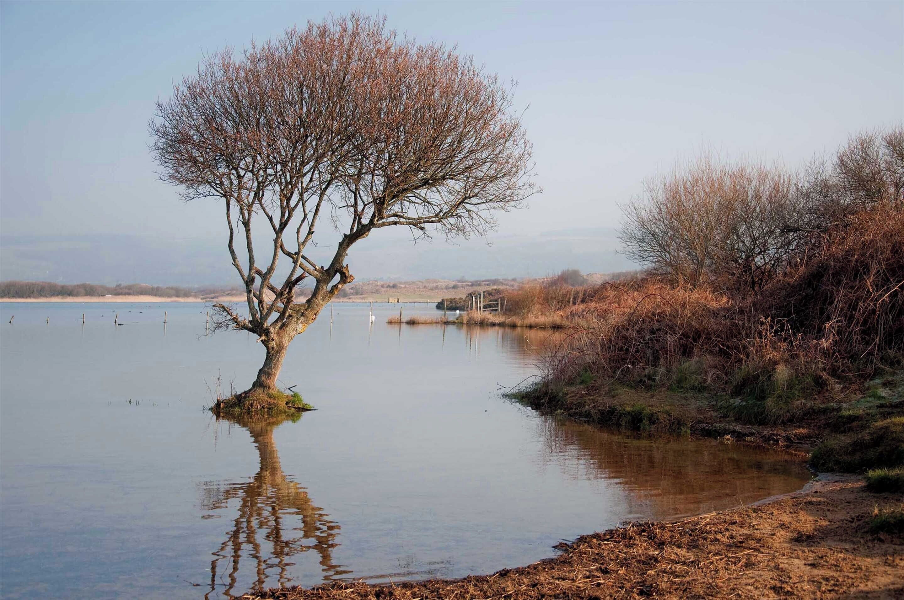 A solitary tree in a calm body of water with a clear reflection, surrounded by dry vegetation and a distant fence line.