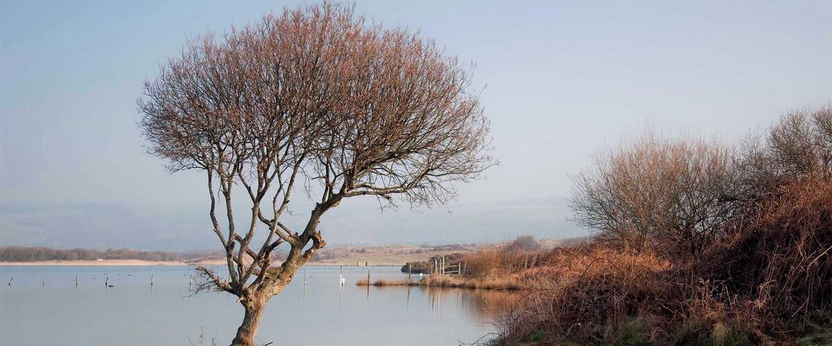 A solitary tree in a calm body of water with a clear reflection, surrounded by dry vegetation and a distant fence line.