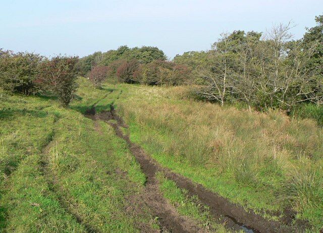 Carr scrub on Kenfig Burrows Although sand dunes dominate the Burrows, other features can be found. This carr scrub largely comprises hawthorn but in other areas, where the ground is wetter, birch predominates. the effect of motorcycles being used on such land surface is clearly seen.