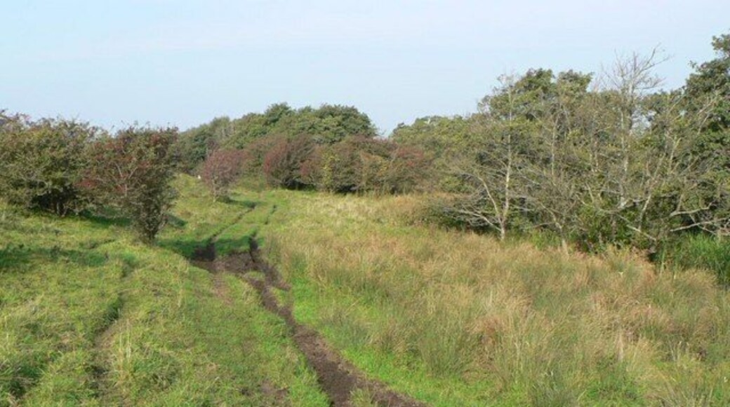 Carr scrub on Kenfig Burrows Although sand dunes dominate the Burrows, other features can be found. This carr scrub largely comprises hawthorn but in other areas, where the ground is wetter, birch predominates. the effect of motorcycles being used on such land surface is clearly seen.