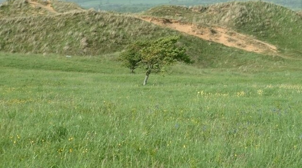 Kenfig Dune. Close up of one of the many dunes in this area at the eastern end of the Kenfig Burrows.