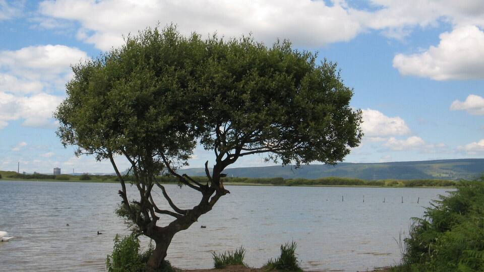 A tree by a lake with a clear sky.