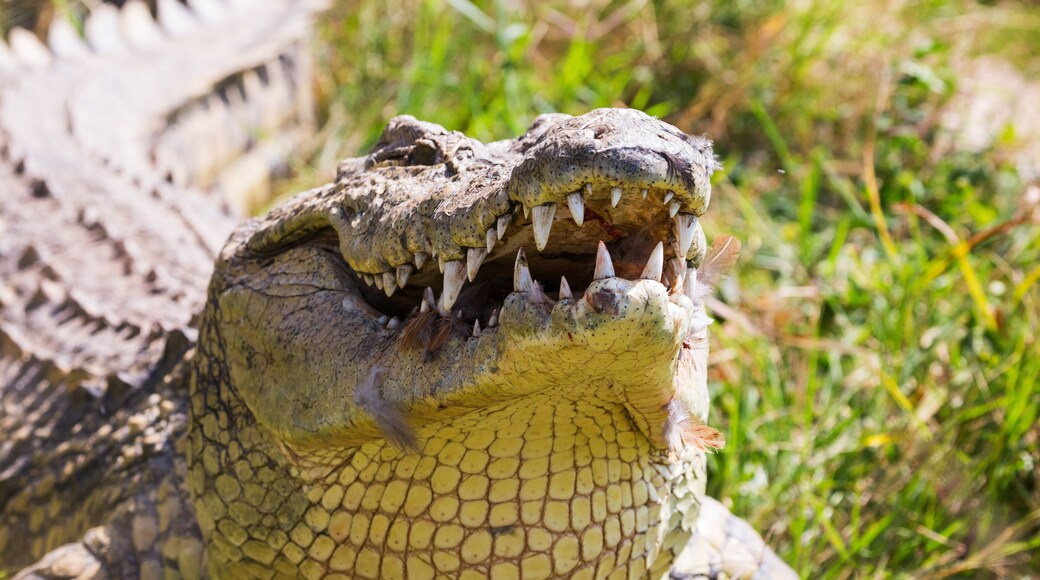 Crocodile lies on the bank of lake