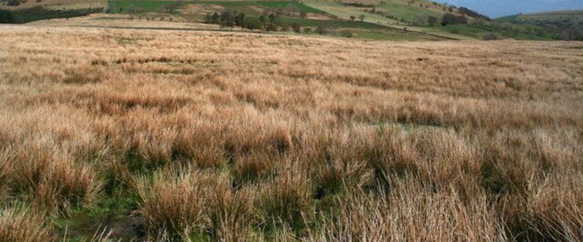 A grassy field with rolling hills and a clear blue sky.