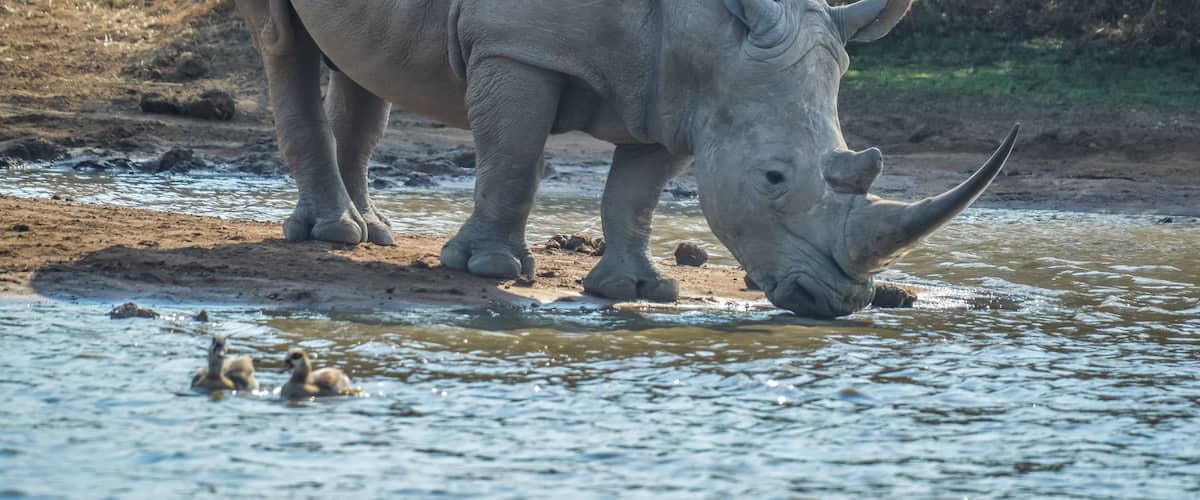 A cute white bull rhino drinking water in Makorwane dam hide in PIlanesberg north west province south africa