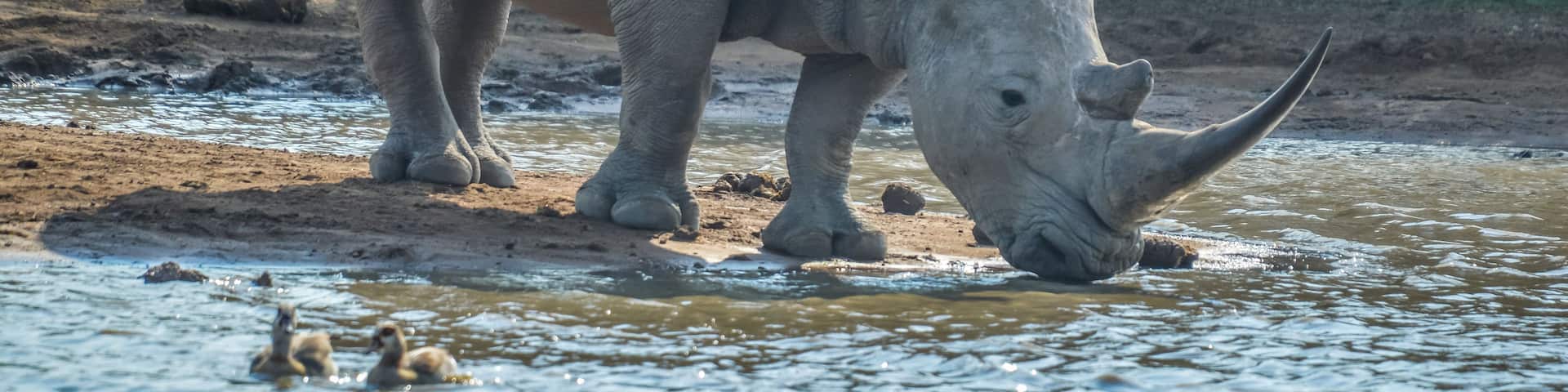 A rhinoceros by a water body with a few ducks nearby.
