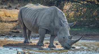 A rhinoceros by a water body with a few ducks nearby.