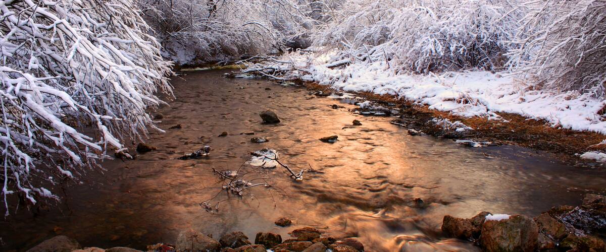 A snow-covered stream with rocks and branches in a forest.