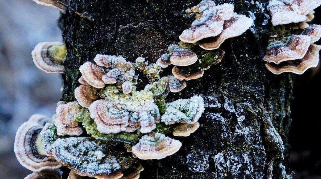 Beautiful afternoon stroll around the lake. With these freezing nights with little hidden spots like this. lovely place to walk. #winterwonders