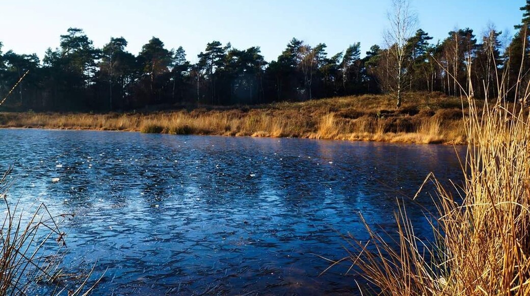 As the winters in Holland are not that cold the last few days it was cold enough for the lake to freeze but still with the clear sky and shy winter Sun makes this picture Hollands #WinterWonders